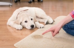 pet and odor removal cleaning